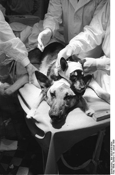 Kopftransplantation_durch_Physiologen_Demikhov
